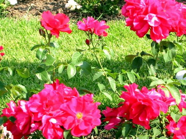Rote Rosen