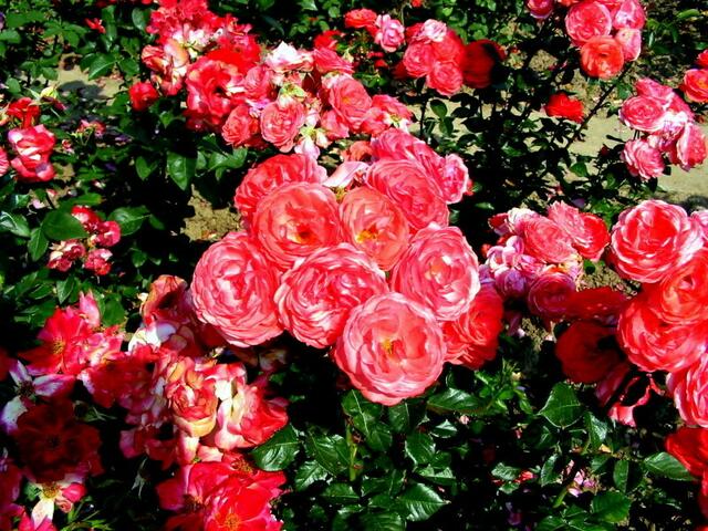 Vielblütige Rosen