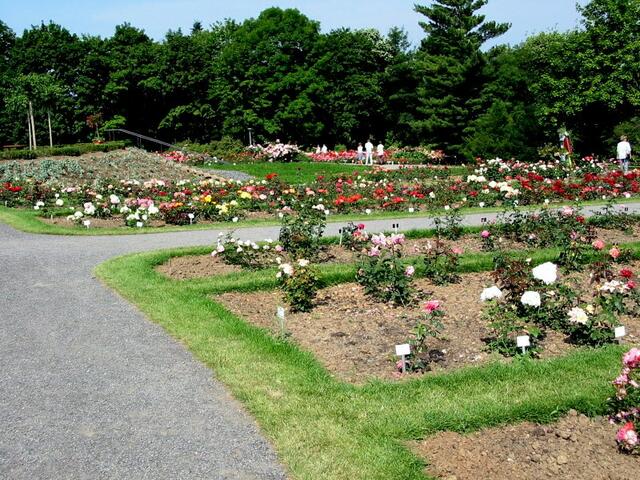Rosenbeete