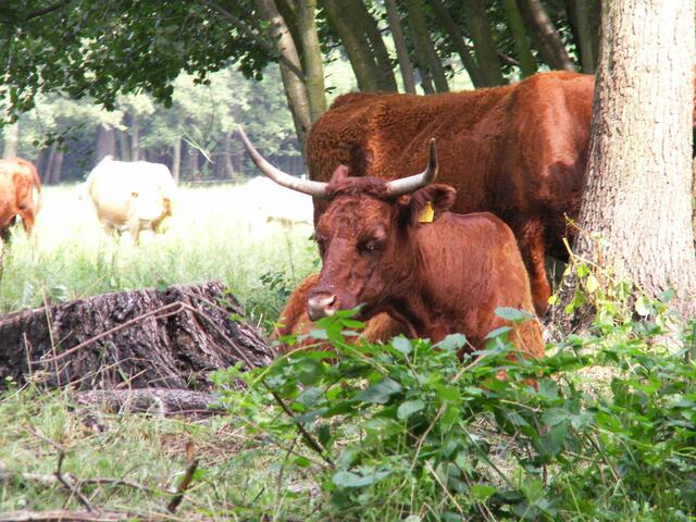 Vorbei an einer großen Büffelherde - oder waren es Bisons?