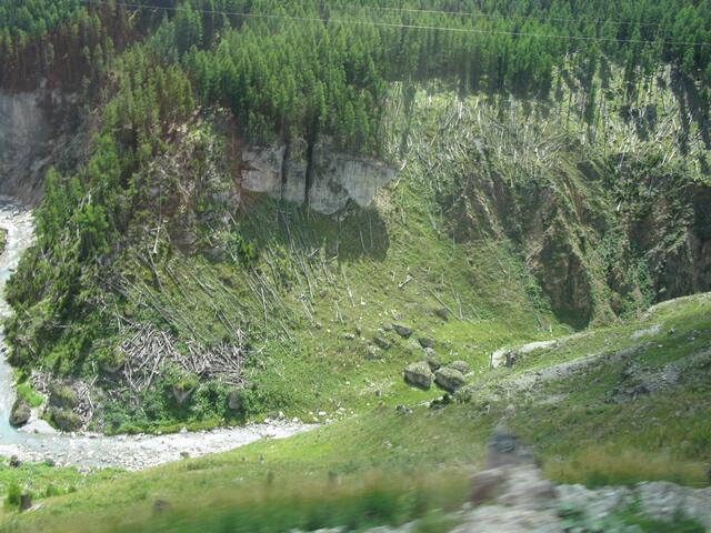 Waldbruch vom Lawinenabgang