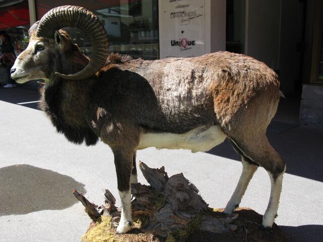 Ein Steinbock vor einem Geschäft in Scoul