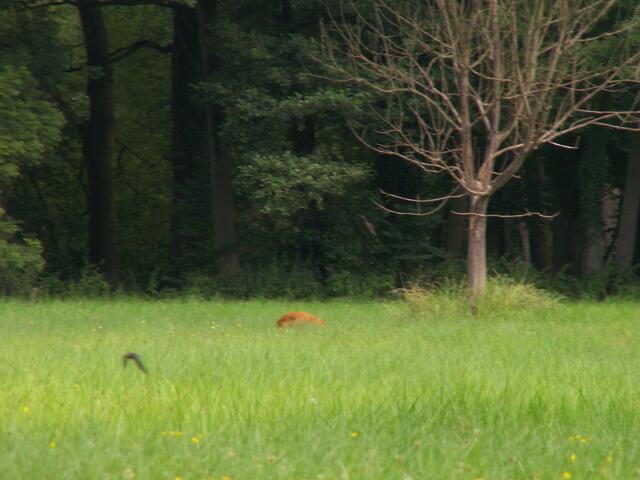Der rote Fleck da links neben dem Baum ist ein Reh.