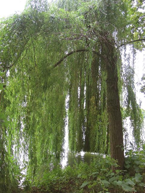 Trauerweide mit "Pottschnitt"