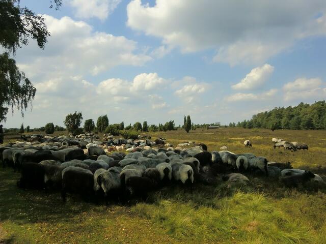 Heidschnuckenherde bei Wilsede.
