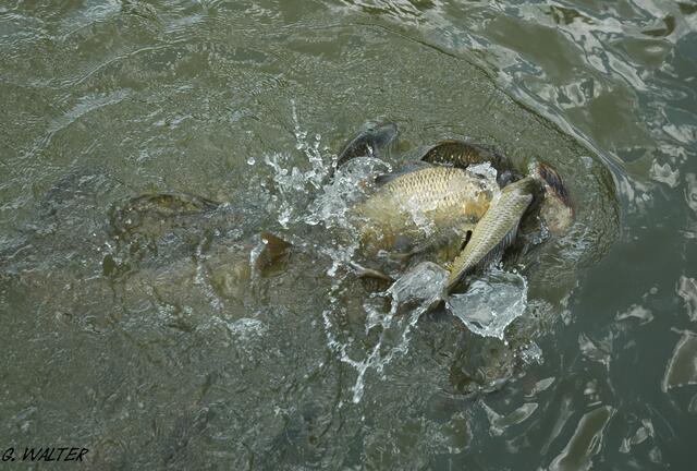 Fische können ganz schön laut schmatzen! :)))