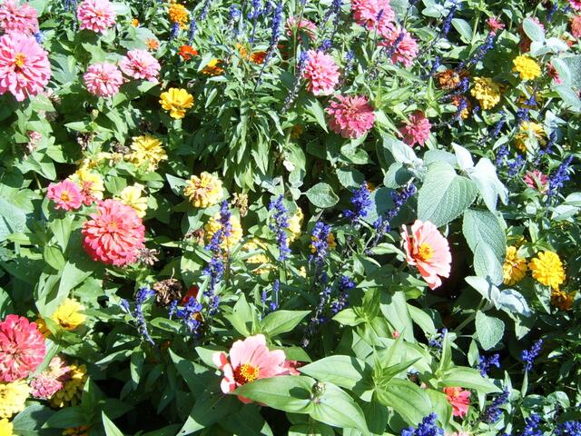 Blumendetail