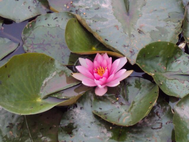rote Seerose