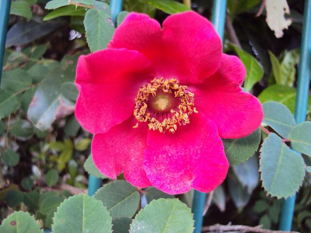 rote Heckenrose