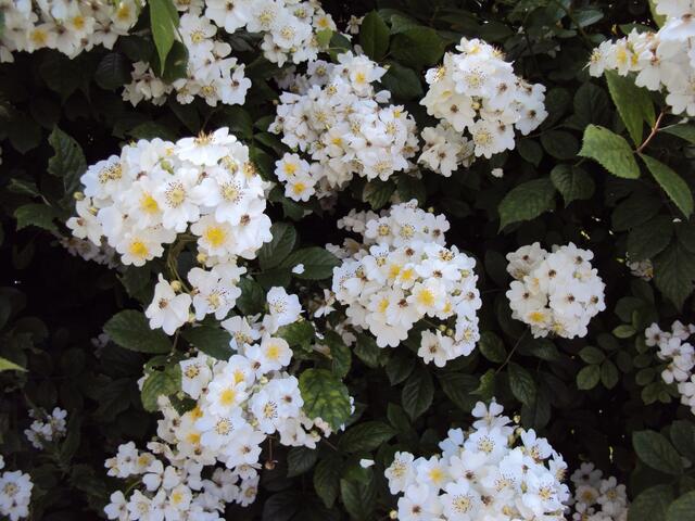 Heckenrosen mit betörenden Duft
