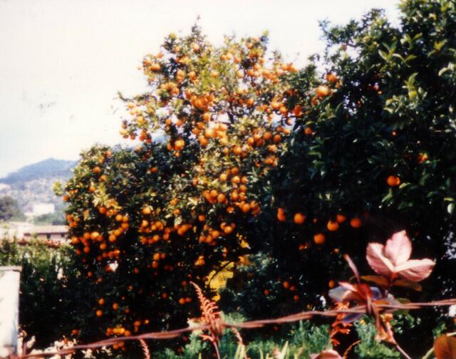 Orangenbäume in Soller, bekannt für seine Plantagen