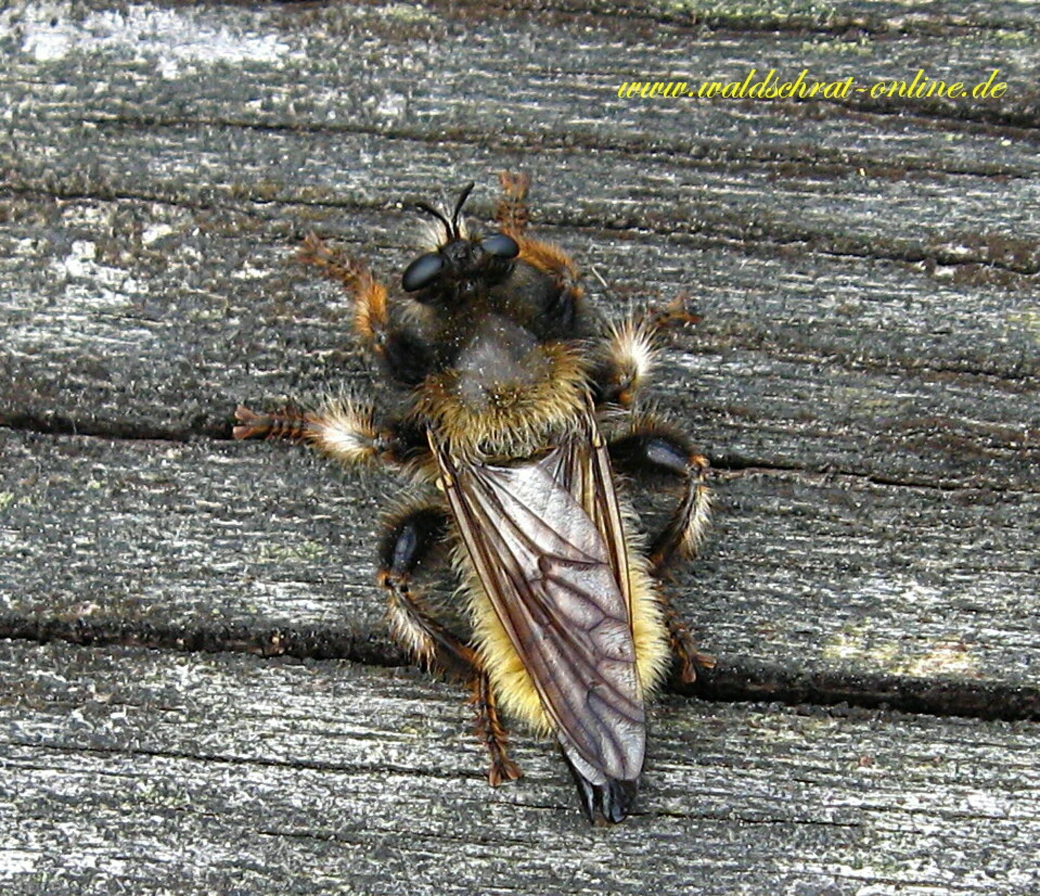 Portrait Die Gelbe Raubfliege oder Gelbe Mordfliege, (Laphria flava