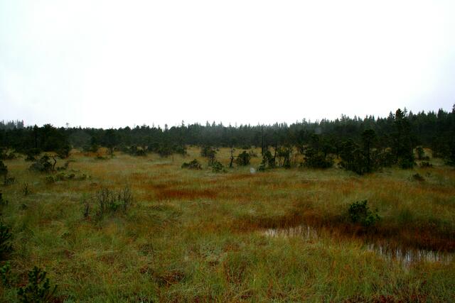 Urtümliche Moorlandschaft