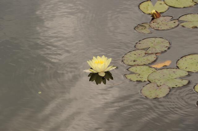 So schöne gelbe Seerosen sieht man auch nicht oft.