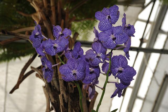 Orchideen im Gewächshaus vom Hinduismus geprägte Welt.