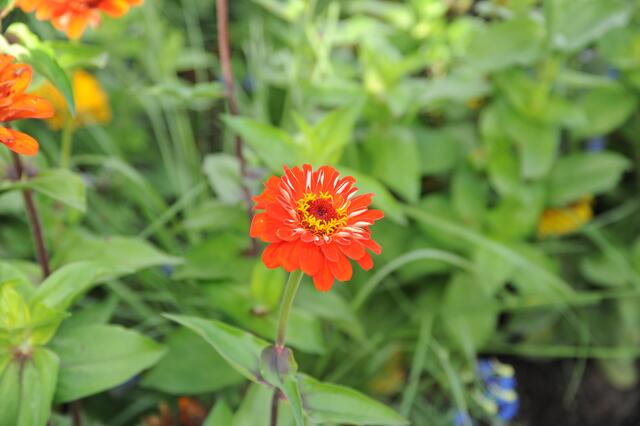 Die Blüte strahlt im der Sonne um die Wette.