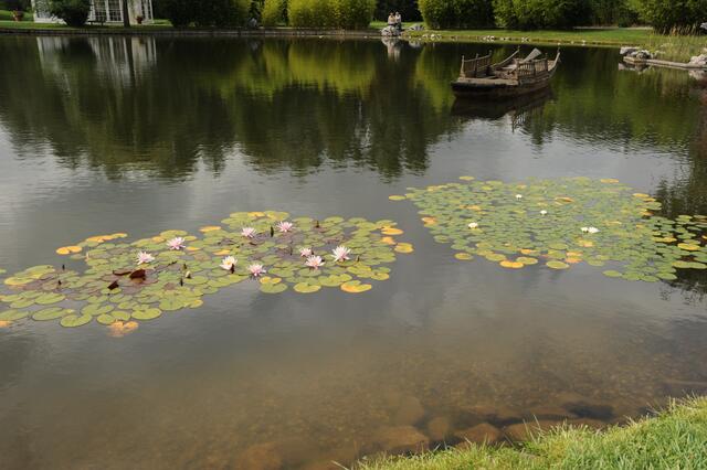 Seerosenteich.