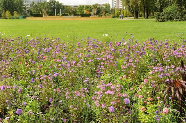 Immer wieder bunte Blumen Beete.