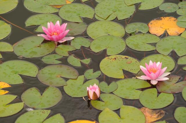 Wunderschöne rosa Seerosen.