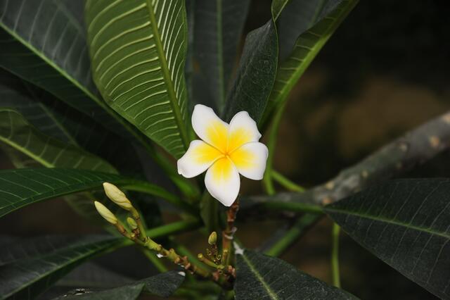 Tropische Schönheiten.