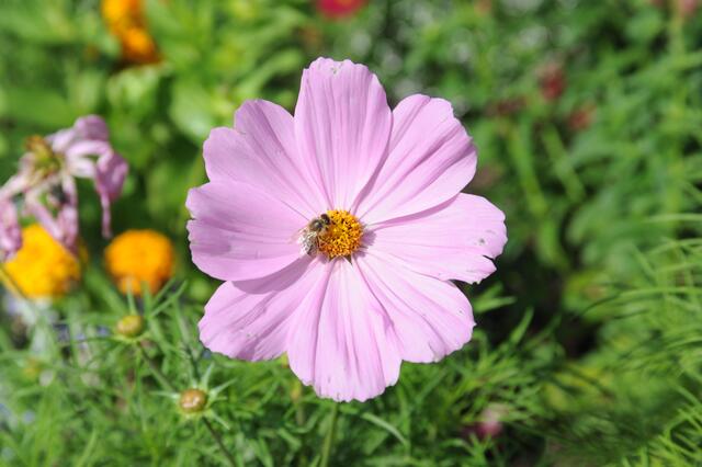 Viele Blüten haben den Sturm und Regen gut überstanden.