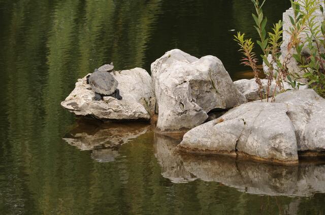 Auch Schildkröten gibt es zu sehen.