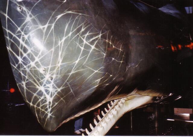 Am Kopf schon viele Striemen von Kämpfen.