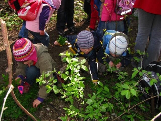 eigenhändiges Kräutersammeln