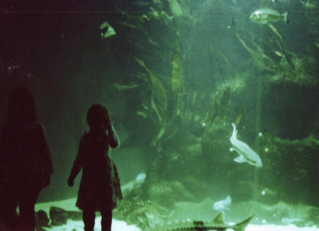 Da sieht man erst, wie groß das Aquarium ist