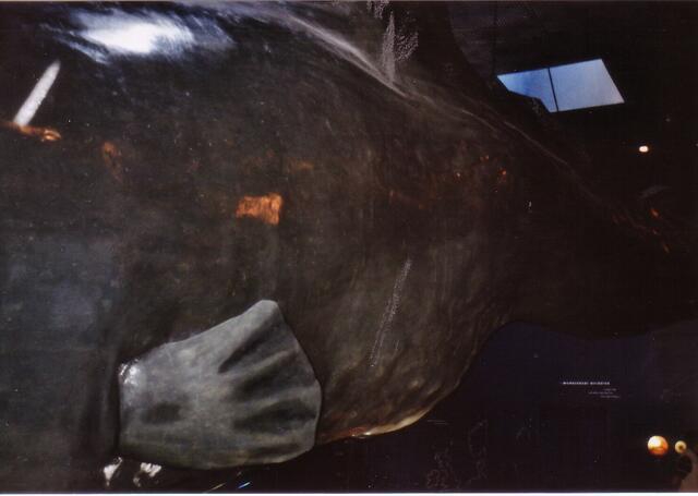 Der Wal hängt in ganzer Länge an der Decke