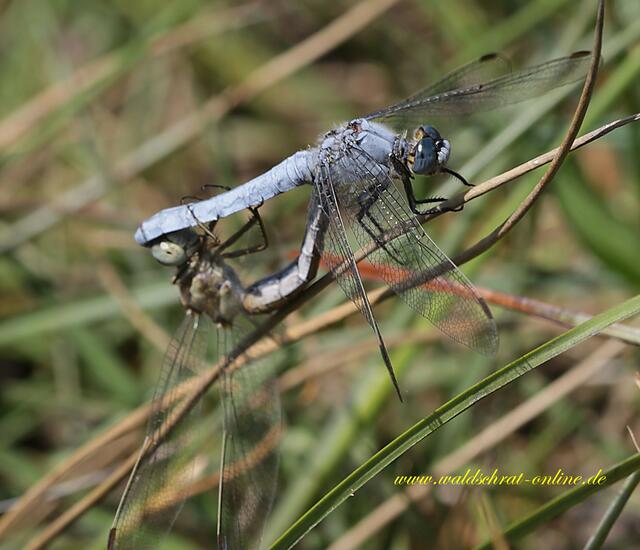 Südlicher Blaupfeil, Orthetrum brunneum, Paarungsrad.