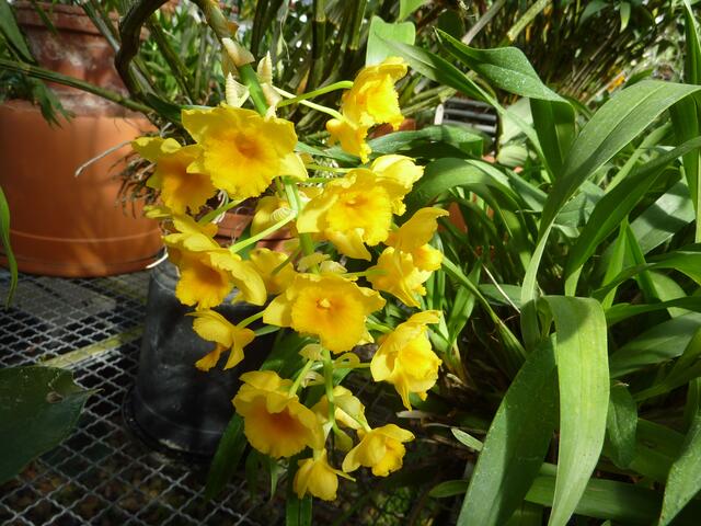 Dendrobium densiflorum: überhängende dichte Ähre mit behaarten Blüten. Hat große, 4kantige Sprossknollen.