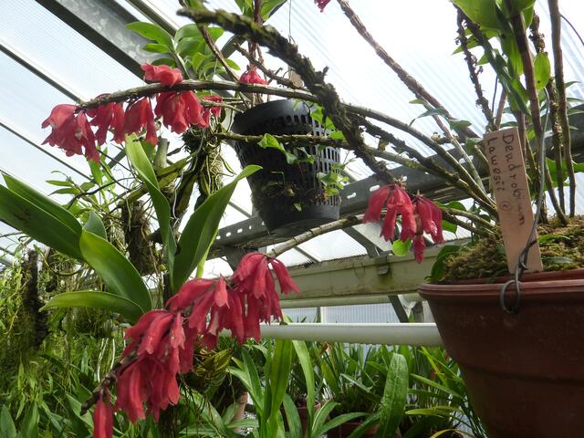Dendrobium Lawesii. DENDROBIUM - die auf den Bäumen leben. Gattung mit vielleicht 1600 Arten. Immer vielblütig. "Spiegelei-Orchidee" mal googeln.