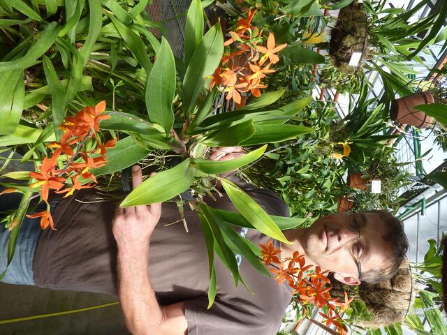 Encyclia vitellina: Der Encyclia Name  stammt aus dem Griechischen, heßt so viel wie "Umklammerung": bezieht sich auf die Art ud Weise, wie Lippe und Säule der Büte miteinander verwachsen sind.