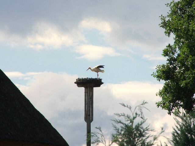 Storchennest in Laasche