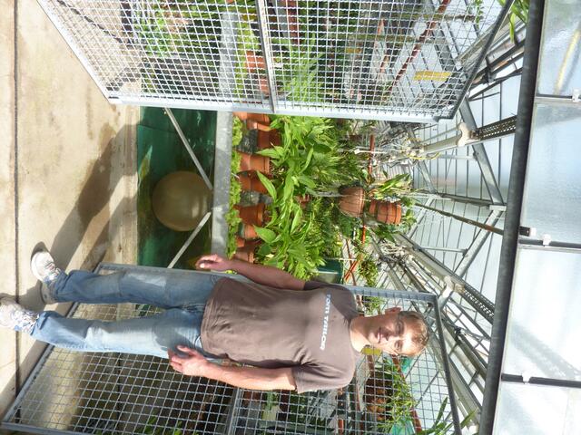 Gärtner-Meister Heiko MOOG: seit 11 Jahren Leiter der Gewächshausabteilung, Zierpflanzengärtner-Ausbildung im Neuen BoGa (1987-1989). Blick in ein Orchideen-Sammlungs-Haus. a&sBild.