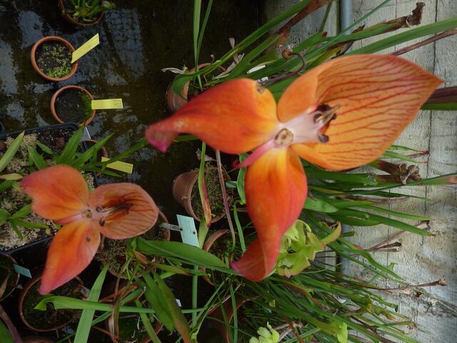 Disa uniflora: wächst in Südafrika, oberes Hüllblatt kapuzenartig, kleine Lippe.