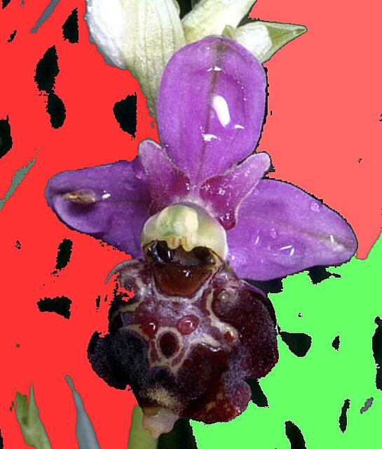 Hummel-Ragwurz-Blüte: RAGWURZE wie die HUMMEL-Ragwurz-Orchidee locken ihre Bestäuber mit falschen Versprechen an: Die Blütenlippen ahmen den Hinterleib von Insektenweibchen nach. Mehr im Artikel; a&s-Malerei W.H.