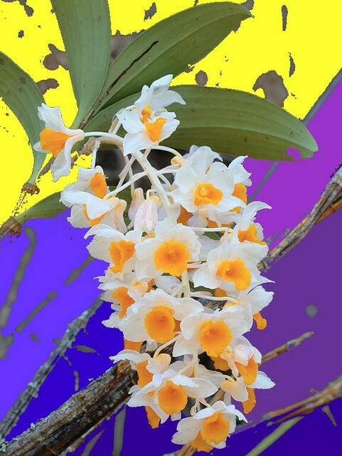 a&s-Malerei mit SPIEGELEI-Orchidee: Traubenblütiges DENDROBIUM thyrsiflorum.