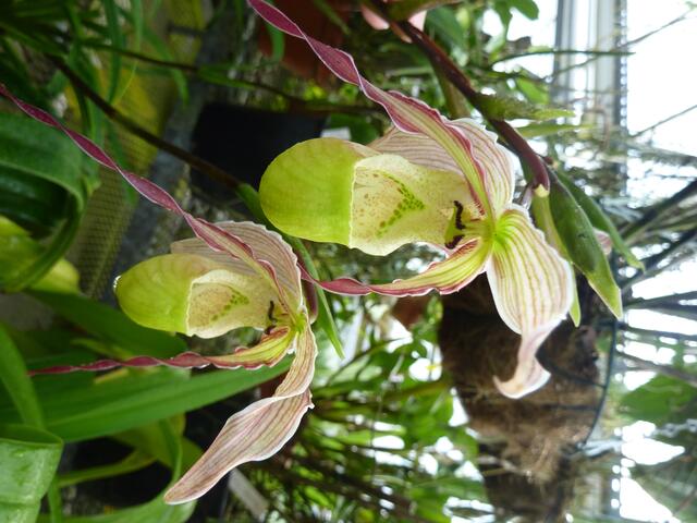 PHRAGMIPEDIUM longifolium: Bis zu 20 cm breite Blüten. Herkunft: Südliches Mexiko bis Peru. Blüht ganzjährig, Direkte Sonne meiden.
