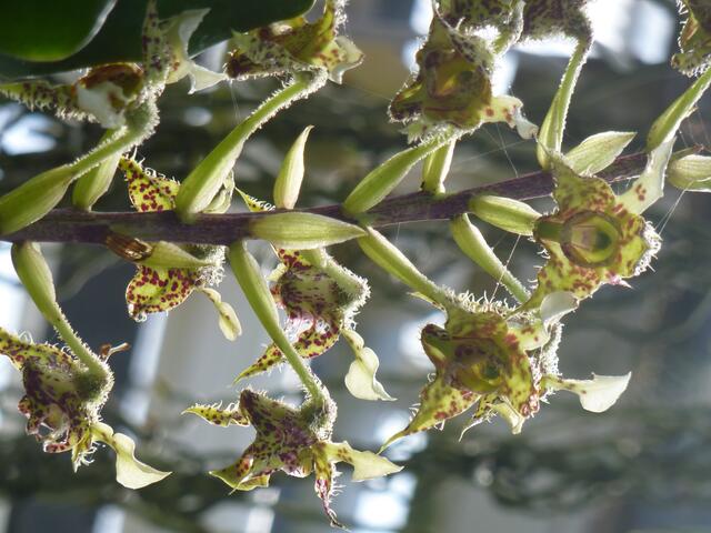 DENDROBIUM polysema: Dendrobium - die auf den Bäumen leben - eine der größten Orchideengattungen. Rund12.000 Arten! Darunter die "SPIEGELEI-Orchidee". Wie sie aussieht? Am Ende der Bilderserie schauen!