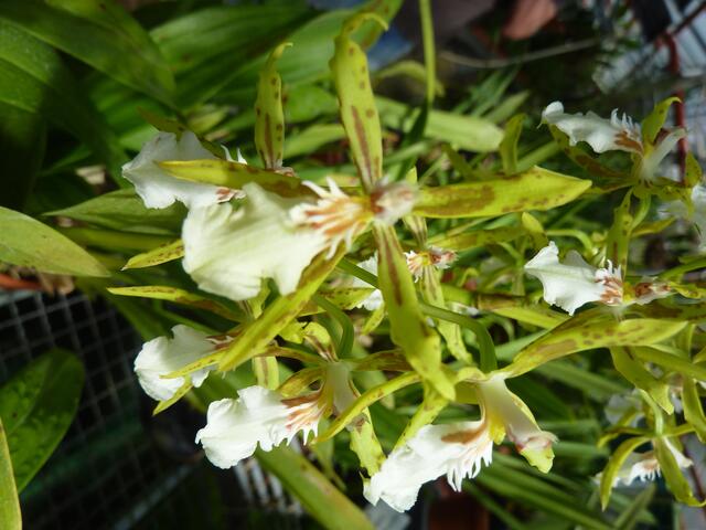 Collare stuartense astranthum.