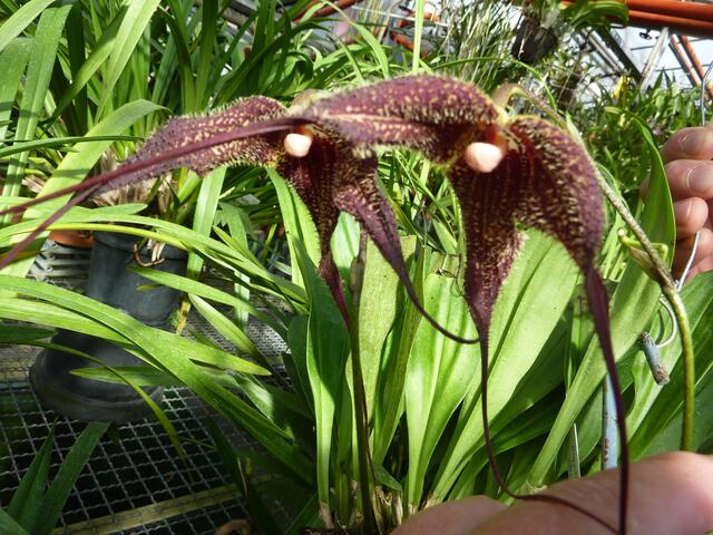 DRACULA chimaera: epiphytische einem DRACHEN ähnliche O. mit lang und spitz ausgezogenen Blütenhüllblättern.