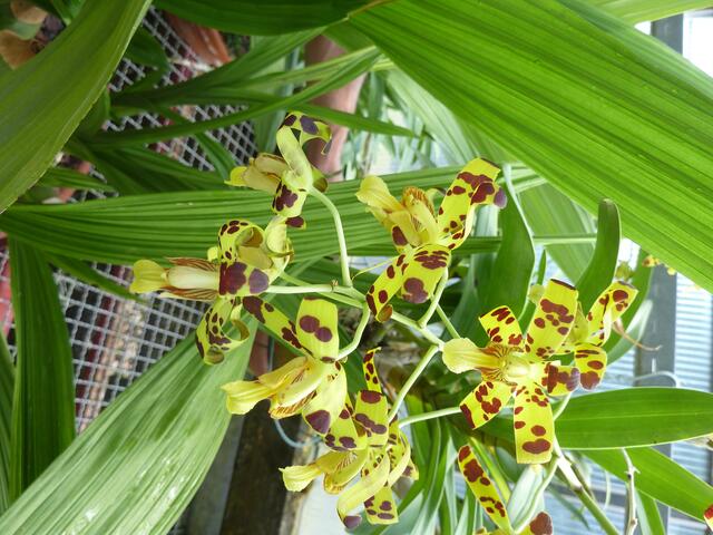 ANSELLIA africana.