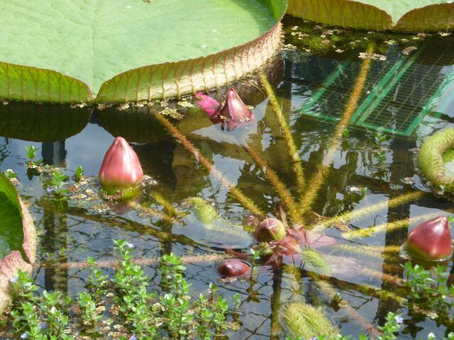 Herr Ahlers war beeindruckt von der 3 Meter Durchmesser erreichenden Riesen-Seerose im BoGa mit den Schwimmblättern und den großen Blüten.