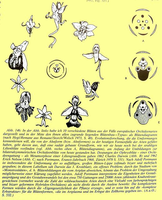 Zur EVOLUTION der ORCHIDEEN-Vielfalt. Abb. 146 aus Werner Hahns "Symetrie als Entwicklungsprinzip in Natur und Kunst" - deutsch 1989 / engl. 1998. Vgl. Kap. 4.2.3 ebenda.