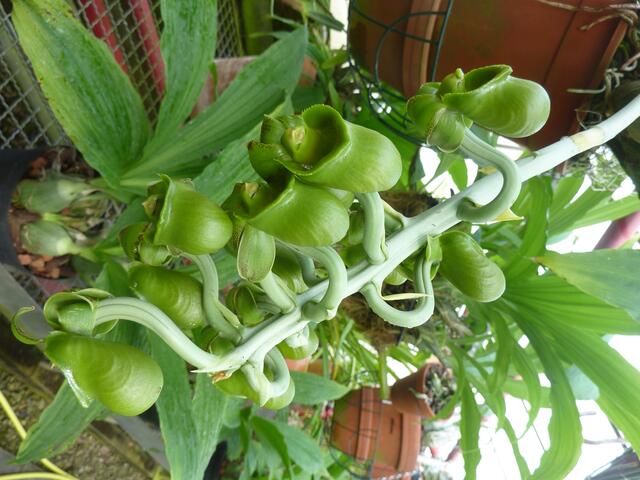 CATASETUM fimbriatum: mit grünlichen 6 cm großen Blüten. Männliche Pflanze. Catasetum umfasst über 100 überwiegend baumbewohnende Arten, die eingeschlechtliche Blüten tragen: männlich oder weiblich (...).