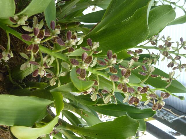 ENCYCLIA vespa: Encyclia ist mit Epidendrum verwandt.  Im "normalen" Handel nur wenige Pflanzen.