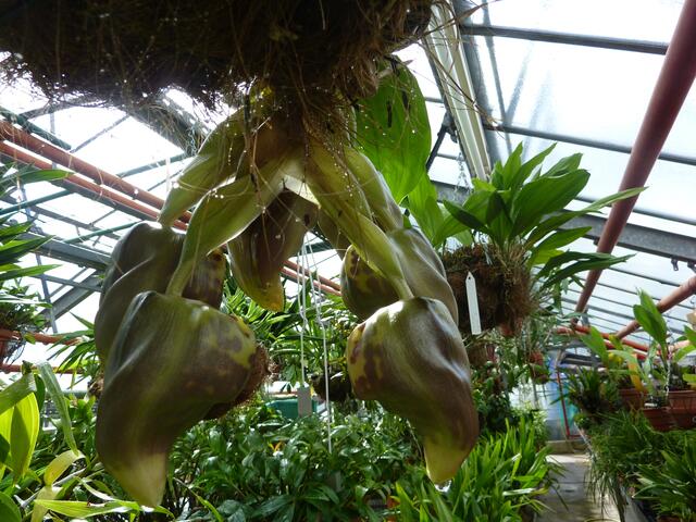STANHOPEA tigrina: Mehrjähriger Epiphyt mit hängendem Stengel Die Blüten hängen in Trauben herab. Verträgt weder Trockenheit noch Frost. Siehe aufgeblüht das nachfolgende a&s-Bild.