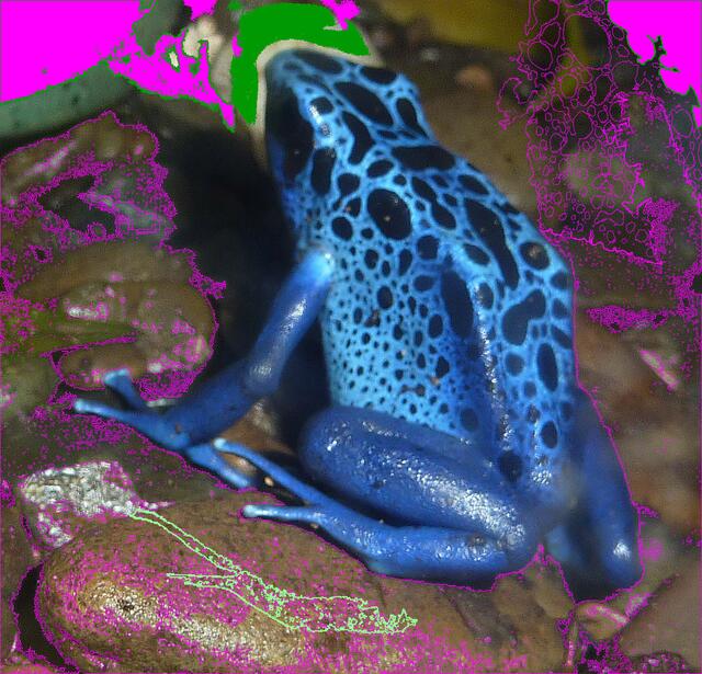 Bin ich nicht malerisch SCHÖN: Ich gehöre mit den exotischen Orchideen und Schmetterlingen zu dem, was BIODIVERSITÄT im Neuen BoGa ausmacht. Die Vortragenden an der UNI-MR - Studium Generale - sollten auch an uns gefährdete Kreaturen denken - nicht (...).